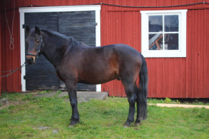 Belmondo II