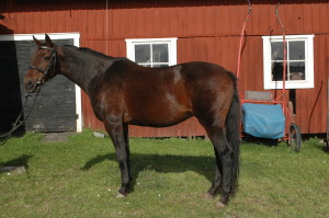 Faidra