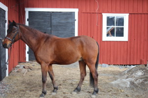 Kulan