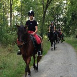 ponnygrupp skog
